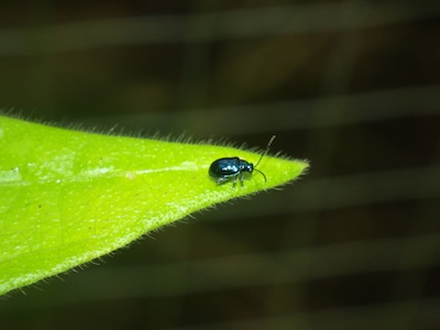 Monomacra violacea