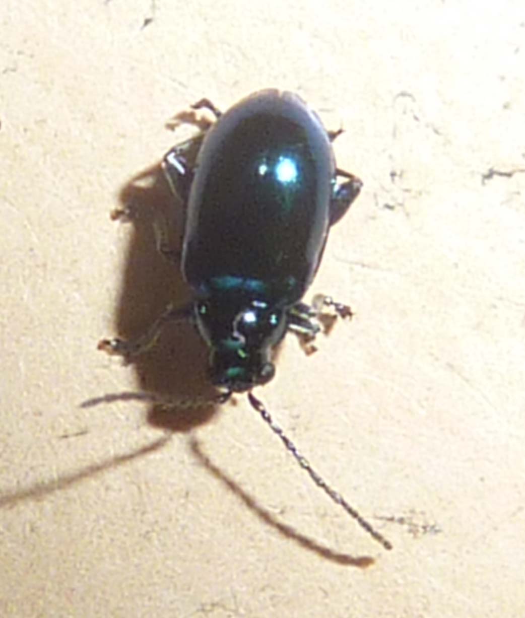 Monomacra violacea