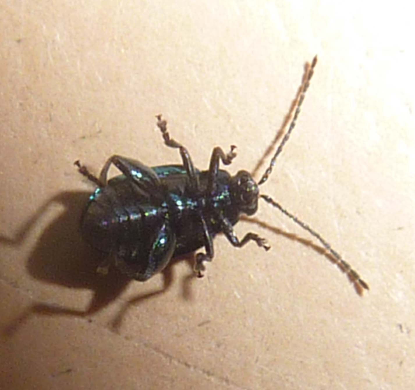 Monomacra violacea
