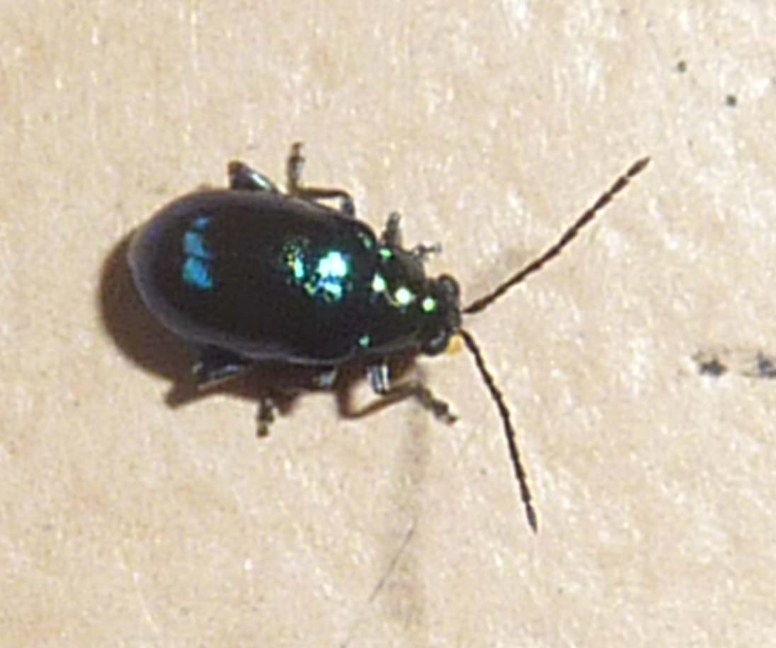 Monomacra violacea