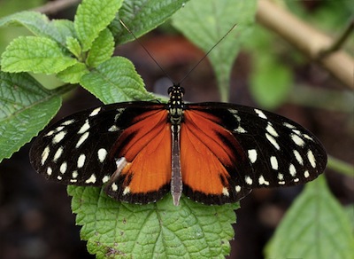 Heliconius hecale