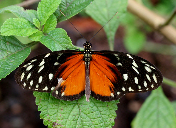 Heliconius hecale